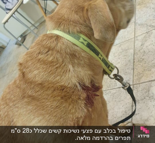 כלב עם רצועה וכתם דם על הפרווה